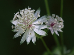 Astrantia major