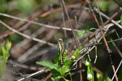 Gomphurus fraternus