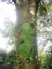 Monstera tuberculata