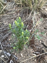Artemisia palustris
