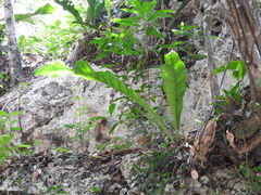 Anthurium schlechtendalii