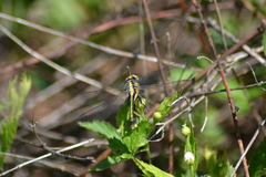 Gomphurus fraternus