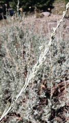 Artemisia arbuscula