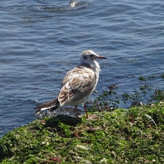 Chroicocephalus ridibundus
