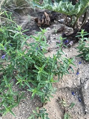 Scutellaria scordifolia
