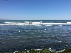 Chroicocephalus ridibundus