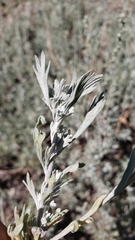 Artemisia arbuscula