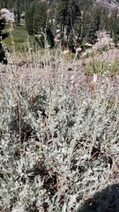 Artemisia arbuscula