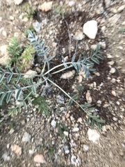 Astragalus lupulinus