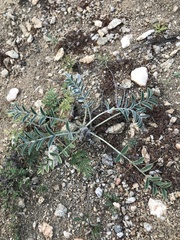 Astragalus lupulinus