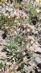 Phacelia hastata compacta