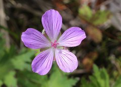 Geranium yesoense nipponicum