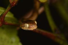 Boiga