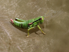 Odontopodisma schmidtii