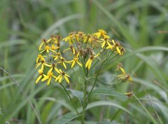 Senecio nemorensis