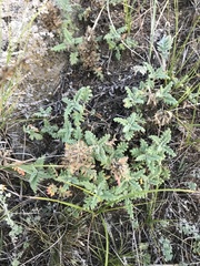 Dracocephalum pinnatum