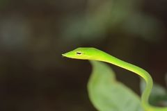 Ahaetulla