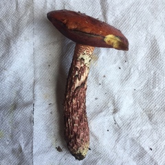 Exsudoporus