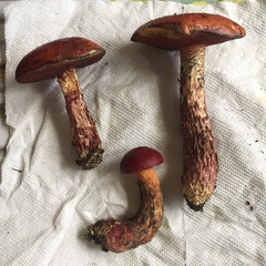 Exsudoporus
