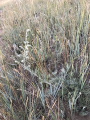 Artemisia ledebouriana