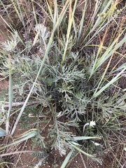 Artemisia ledebouriana