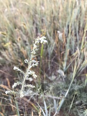 Artemisia ledebouriana