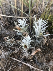 Cymbaria daurica