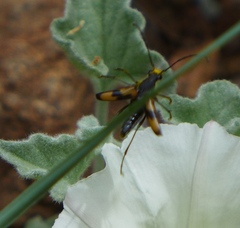 Anastrangalia laetifica