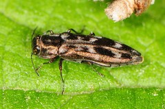 Agrilus lecontei