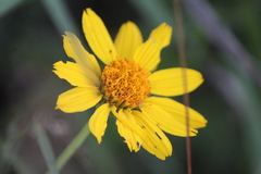 Verbesina pedunculosa