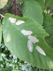 Phyllonorycter tritaenianella