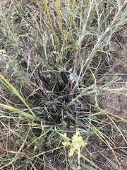 Artemisia ledebouriana