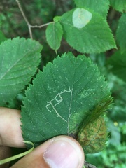 Caloptilia ostryaeella