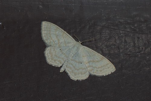 Lesser Cream Wave, Haaksbergen, Nederland, photo 5 of 10