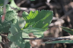 Verbesina pedunculosa