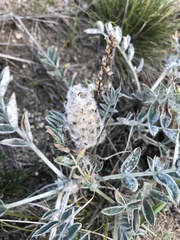 Astragalus lupulinus