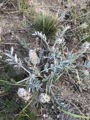 Astragalus lupulinus