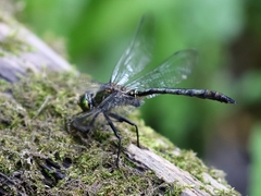 Somatochlora meridionalis