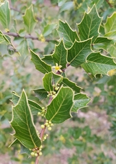 Maytenus ilicifolia