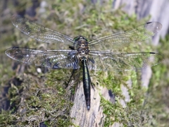 Somatochlora meridionalis