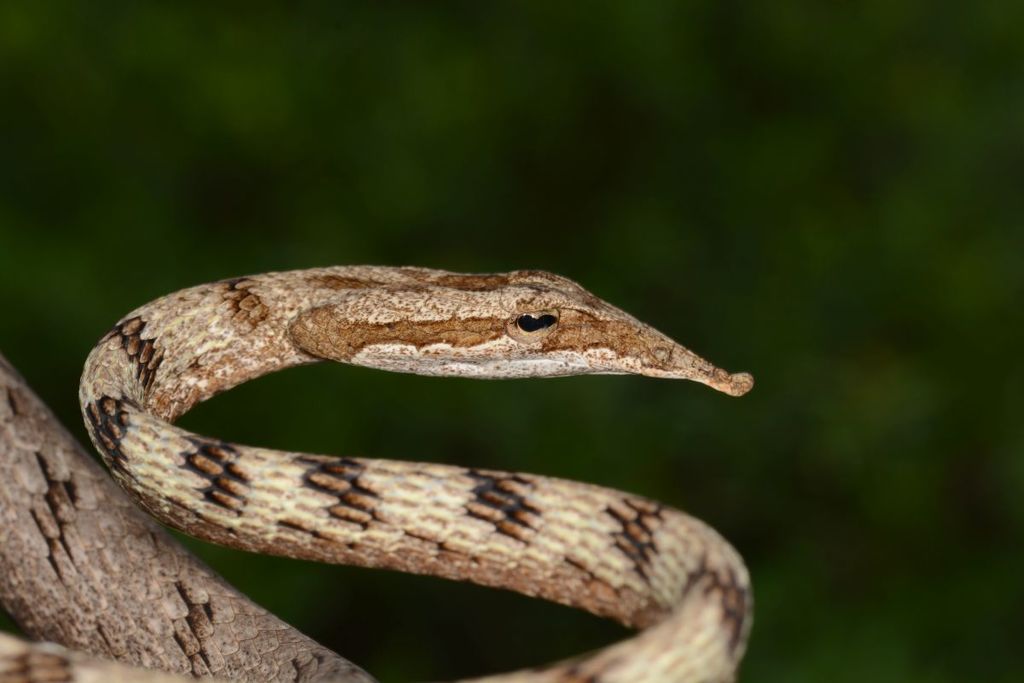 Indian Brown Vine Snake