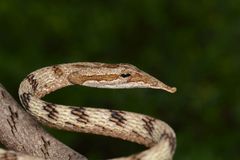 Ahaetulla sahyadrensis