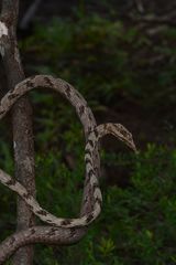 Ahaetulla sahyadrensis