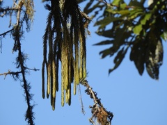 Phlegmariurus dacrydioides