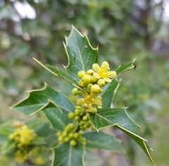 Maytenus ilicifolia
