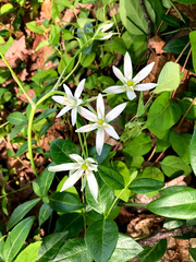 Ornithogalum umbellatum