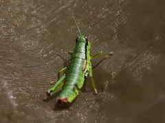 Odontopodisma schmidtii