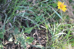 Verbesina pedunculosa