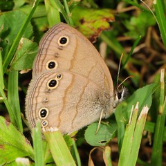 Megisto cymela cymela