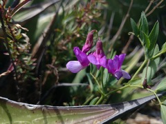 Lathyrus whitei